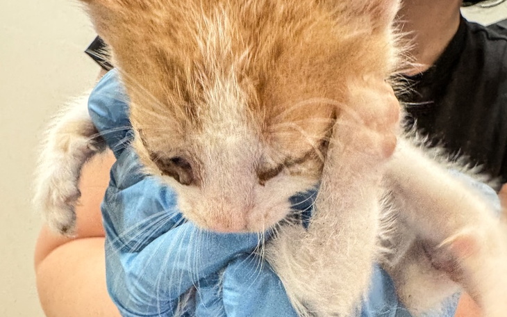 Zbiórka Ich brat umarł z głodu - zdjęcie główne