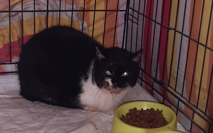 Czarny kot w klatce, odpoczywający obok miski z jedzeniem.