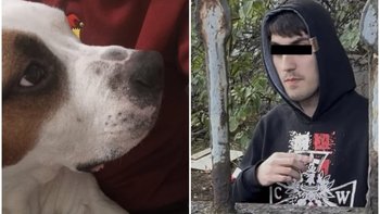 Zbiórka Kto i jak zabił psa Snajpera? - miniaturka zdjęcia