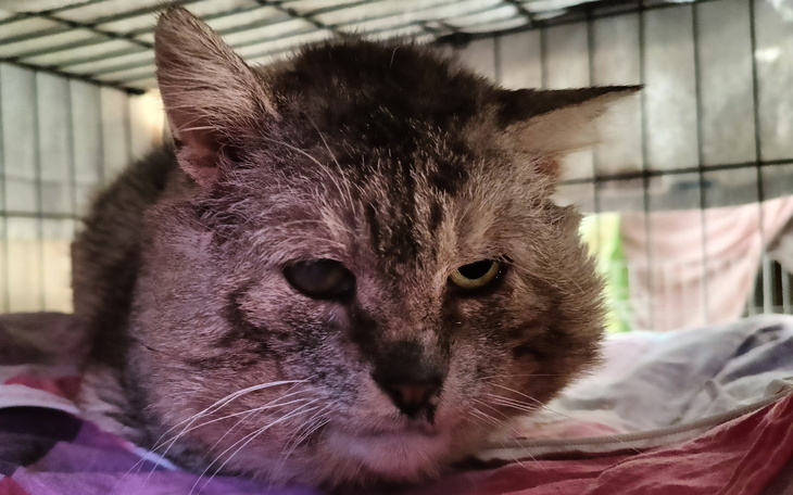 Zbiórka Litości dla Litusia Prosi karmę - zdjęcie główne