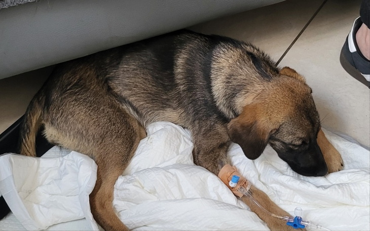 Zbiórka Parwowiroza Tiny - zdjęcie główne