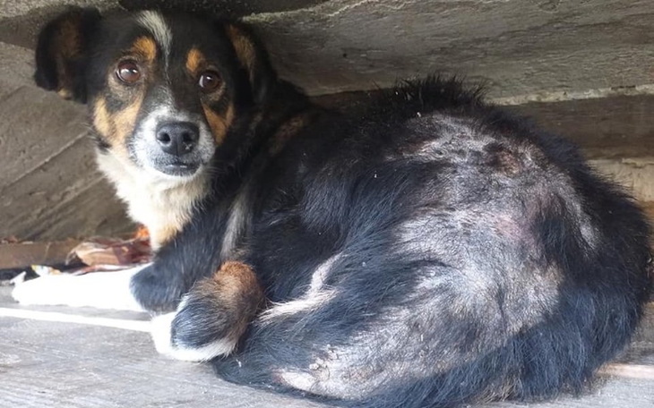 Zbiórka Pchły zżerają Fibi żywcem - zdjęcie główne