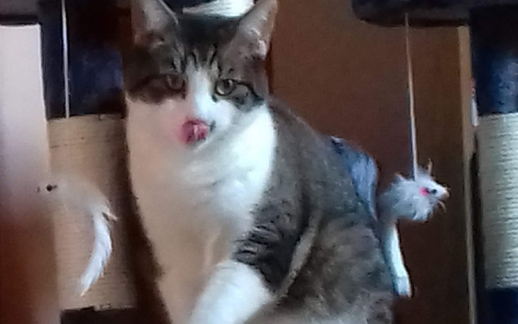 Zbiórka Jedzonko dla braci mniejszych. - zdjęcie główne