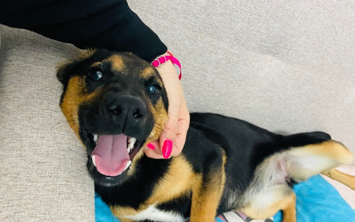 Zbiórka Mandarynka prosi o wsparcie - zdjęcie główne