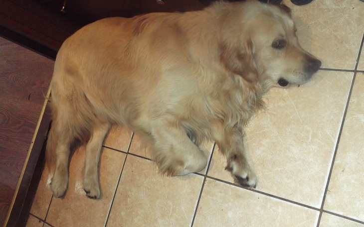 Zbiórka Golden Retriver-Batus - zdjęcie główne