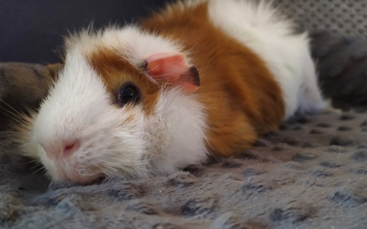 Zbiórka Leczenie Leosia. - zdjęcie główne