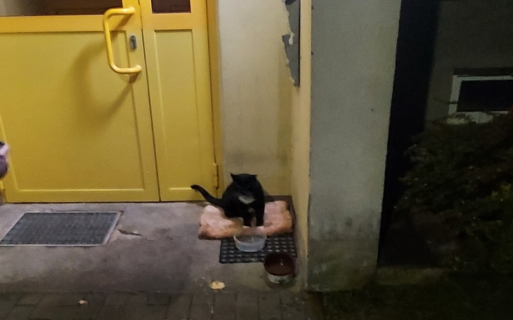 Czarny kot pijący wodę przed żółtymi drzwiami.