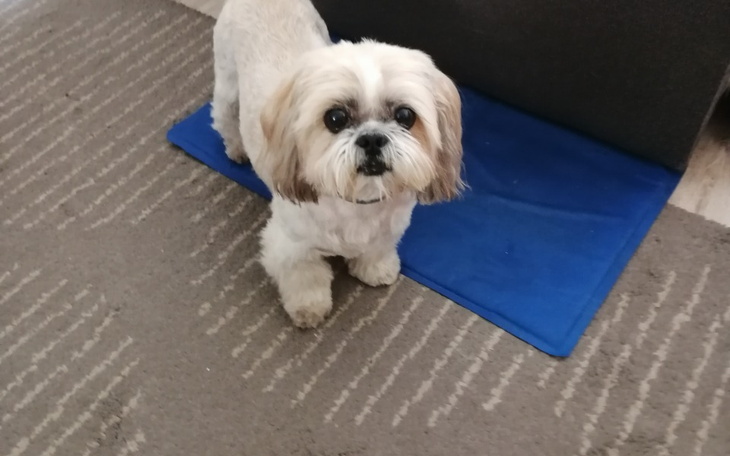 Zbiórka Operacja Majkiego - zdjęcie główne