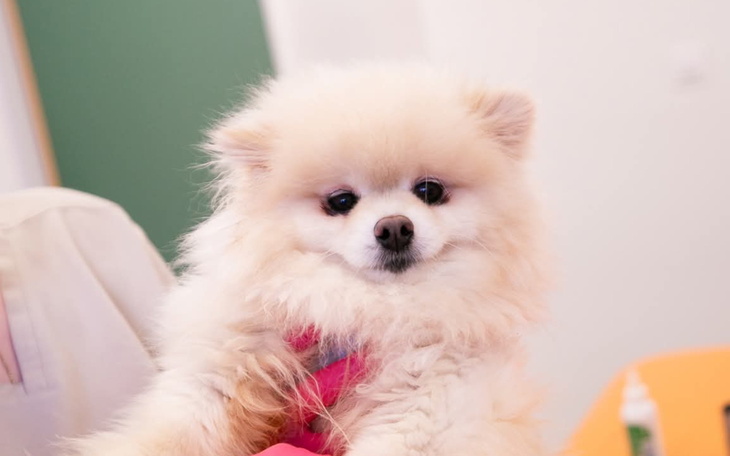 Puchaty pies rasy pomeranian trzymany na rękach przez osobę.