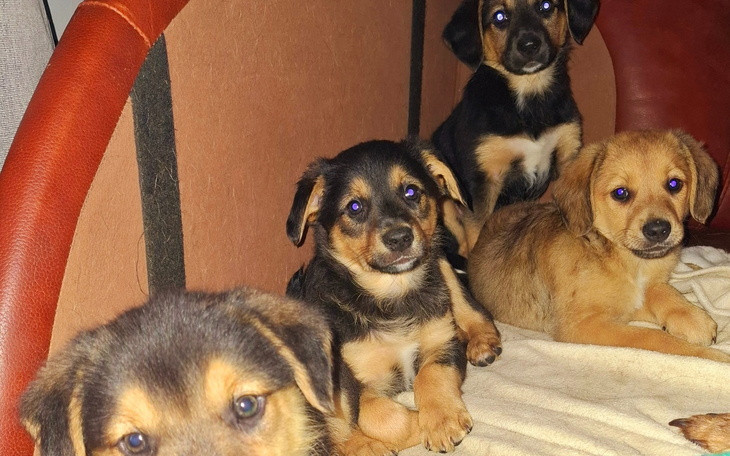 Cztery szczeniaki w przytulnym miejscu, patrzące w obiektyw.