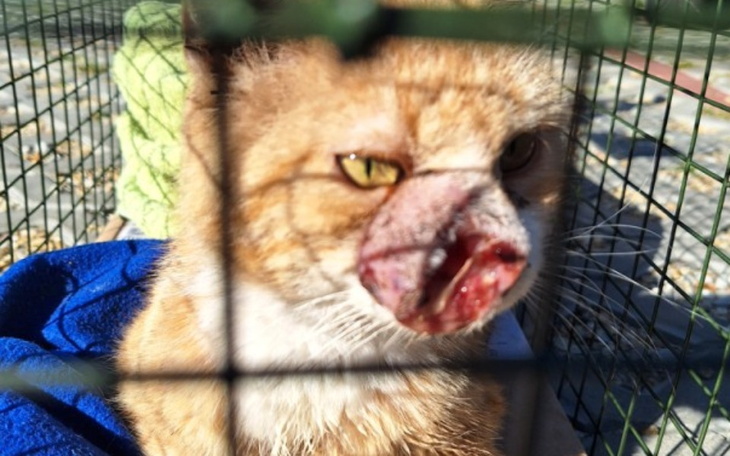 Zbiórka Na pomoc Rudemu - zdjęcie główne