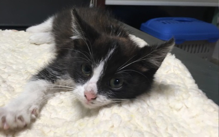 Zbiórka Złamana kość udowa i miednicy .. - zdjęcie główne