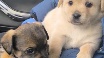 Zbiórka Dwa maluszki z Budy - miniaturka zdjęcia