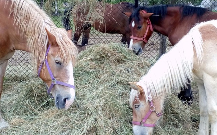 Zbiórka Zbiórka na siano - zdjęcie główne