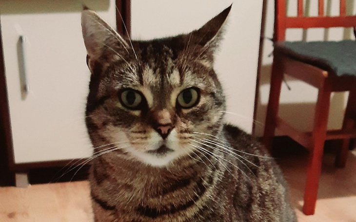 Zbiórka Leczenie dla Lulu - zdjęcie główne