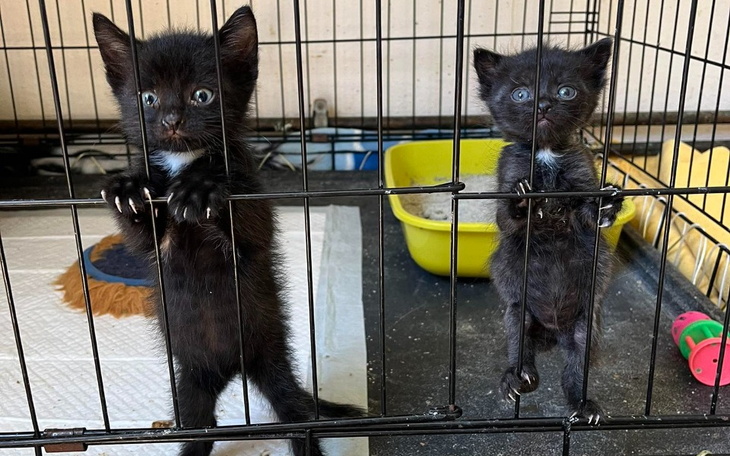 Dwa czarne kocięta w klatce, ciekawie spoglądają na otoczenie.