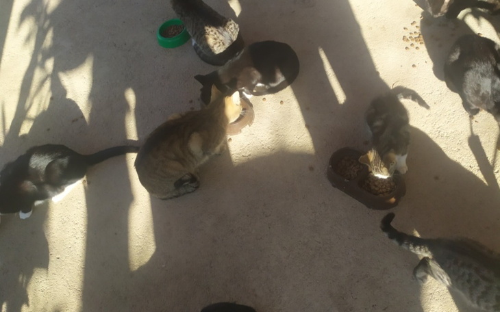 Grupa kotów jedzących z misek na zewnątrz.