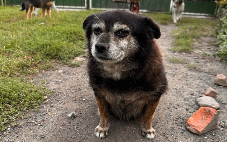 Zbiórka Samotna, prawdopodobnie ciężarna - zdjęcie główne