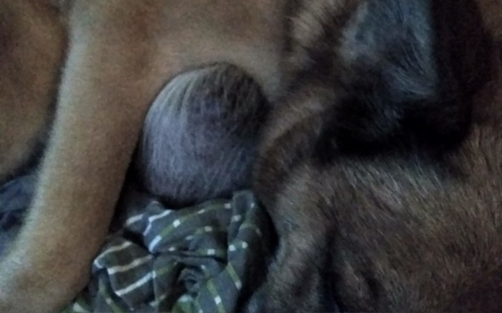 Zbiórka Ratunek dla Nuki - zdjęcie główne