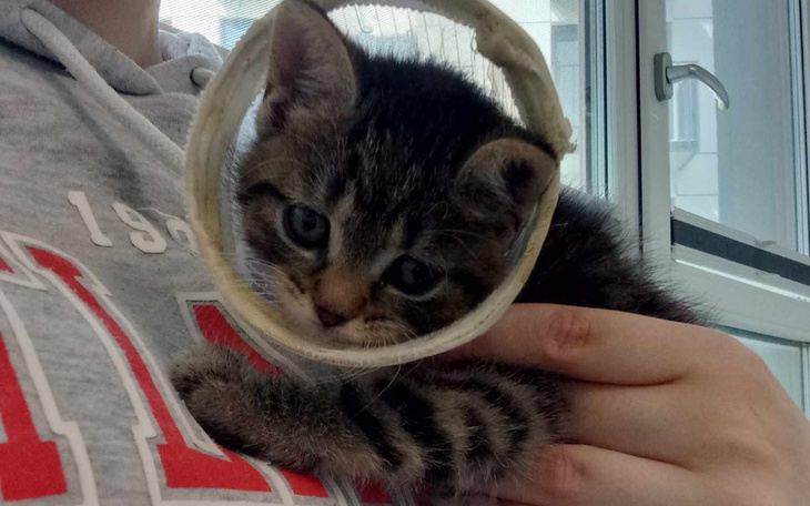 Zbiórka Pilna operacja małej Brukselki - zdjęcie główne