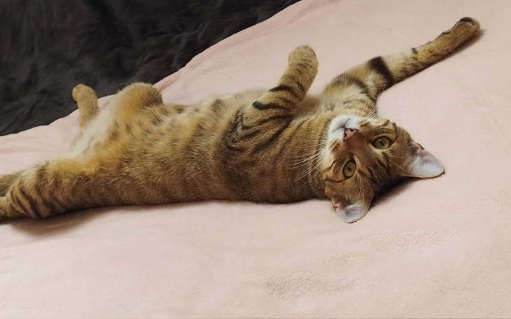 Kot leżący na różowym kocu, zrelaksowany i patrzący w górę.