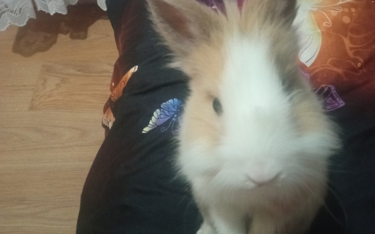 Zbiórka Leczenie uszaka - zdjęcie główne