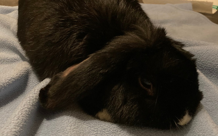 Zbiórka Ratujemy życie Króliczka - zdjęcie główne