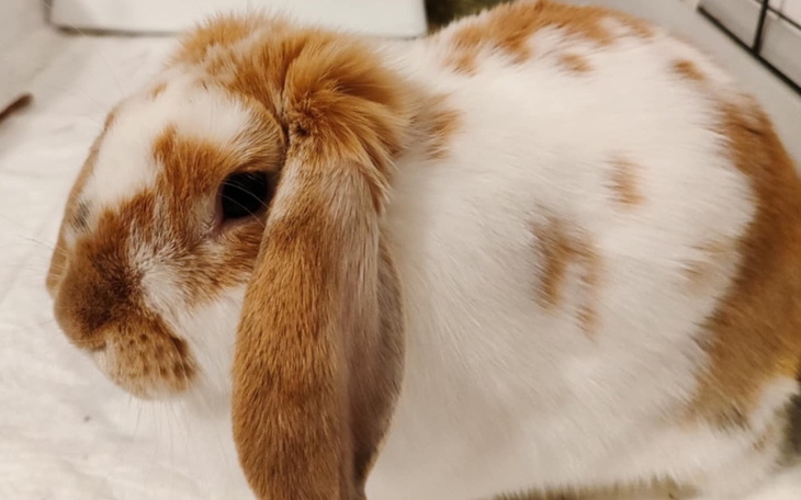 Królika z brązowymi plamkami na białym futrze, siedzącego na podłodze.