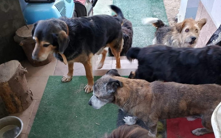 Grupa psów bawiących się na zewnątrz.