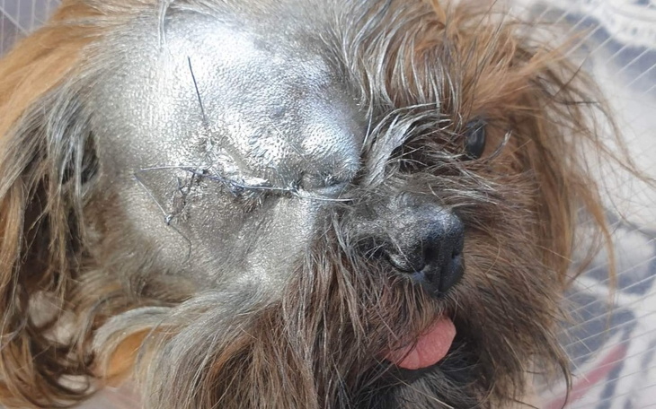 Zbiórka Operacja oczka Śmigolka - zdjęcie główne