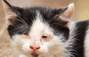 Zbiórka Na operacje dla mojego kotka - miniaturka zdjęcia