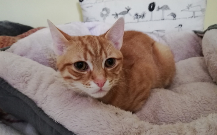 Zbiórka Tahiti, kastracja i badania krwi - zdjęcie główne