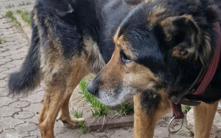 Pies na spacerze, z wyraźnym zainteresowaniem otoczeniem.