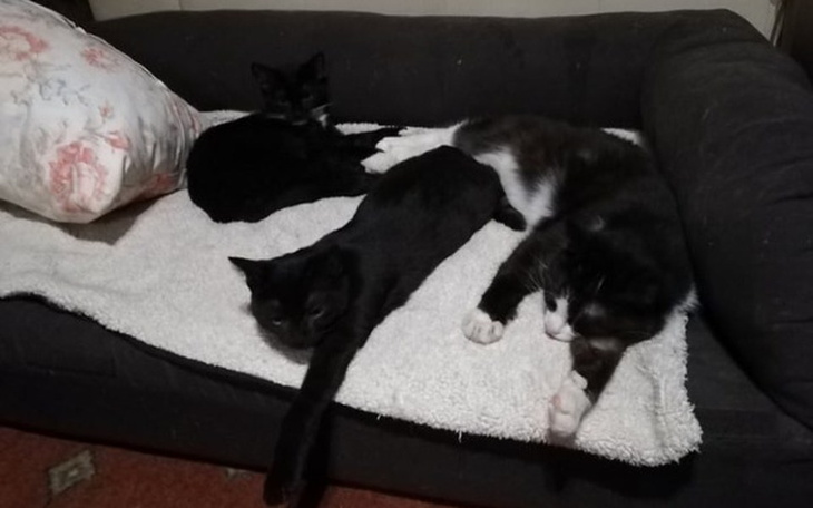 Zbiórka Najważniejsze kocie zdrowie! - zdjęcie główne