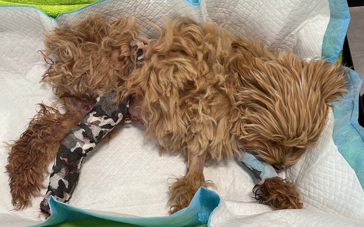 Chory pies z opatrunkami leżący na podłożu.