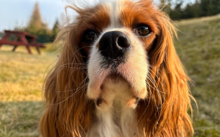 Cavalier King Charles Spaniel z wyrazistym spojrzeniem.