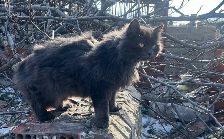 Czarny kot stoi na zniszczonym murze, w tle gałęzie.