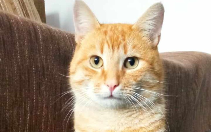 Zbiórka Ratunek dla Rudka - zdjęcie główne