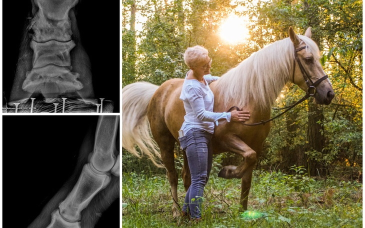 Zbiórka Artodeza Belli - zdjęcie główne