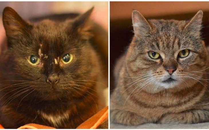 Dwa koty, czarny i pręgowany, patrzą na siebie.