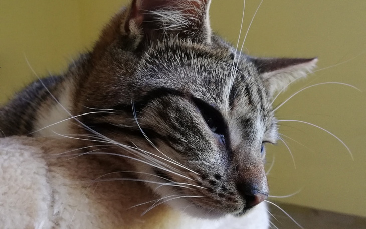 Zbiórka Żwirek dla fundacyjnych kotów - zdjęcie główne