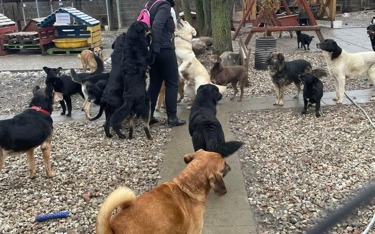 Grupa psów otaczająca osobę, w schronisku dla zwierząt.