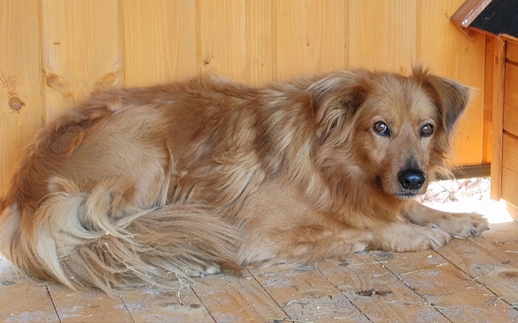 Pies leżący na drewnianej podłodze, wygląda na zrelaksowanego.