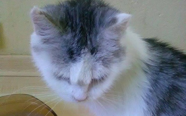 Zbiórka Prośba o pomoc dla 9 kotów - zdjęcie główne