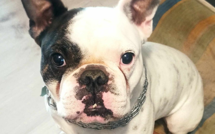 Buldog francuski patrzący w obiektyw aparatu.