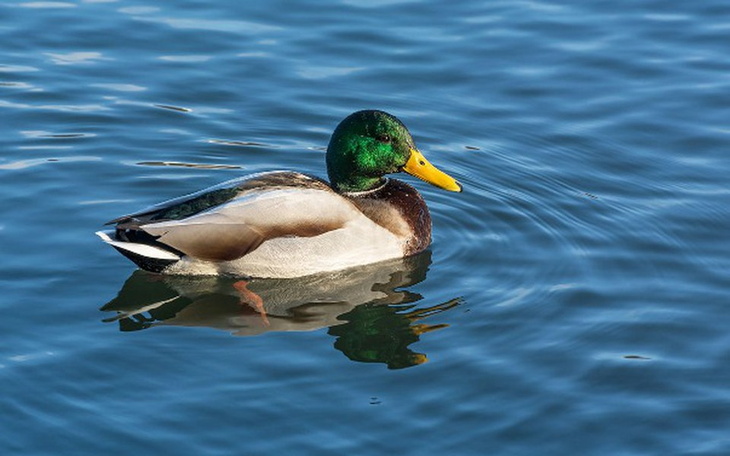 Zbiórka Tłumik do klawiatury Kaczki - zdjęcie główne