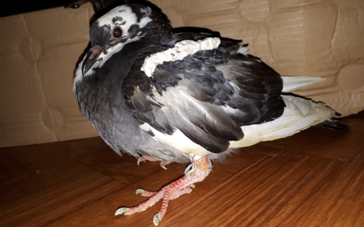 Zbiórka Natalia - leczenie - zdjęcie główne