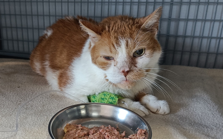 Zbiórka Precelek - zdjęcie główne