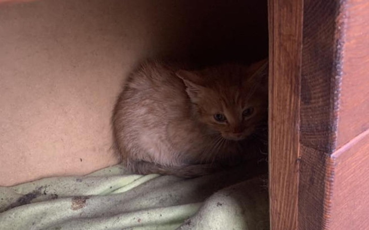 Zbiórka Pomóż ... - zdjęcie główne