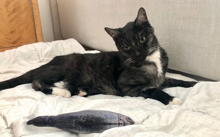 Zbiórka Leczenie Alberta - zdjęcie główne